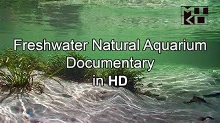 Freshwater Natural Aquarium Documentary HD Mikolji [upl. by Frankhouse]