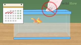 How to Fix Swim Bladder Disease in Goldfish [upl. by Chris616]