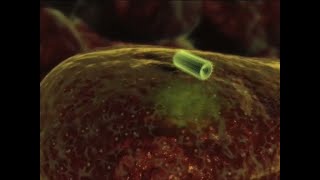 ssRNA Lyssavirus Rabies Replication Cycle [upl. by Johnathan]