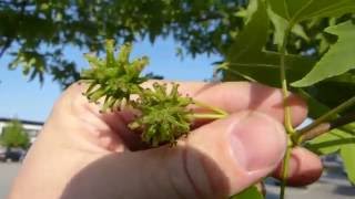 Sweetgum Liquidambar styraciflua [upl. by Ahseela]