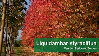 Liquidambar styraciflua  Amberboom  Van den Berk over Bomen [upl. by Aramal129]