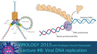 Virology 2015 Lecture 8 Viral DNA Replication [upl. by Lindy977]