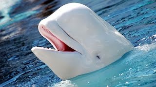 Facts The Beluga Whale [upl. by Pisarik607]