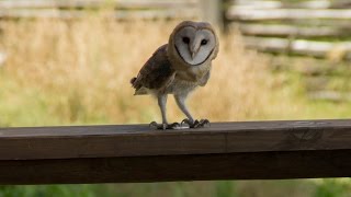 Barn Owl screeching [upl. by Mireielle446]