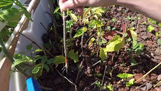 Growing Elderberry from Cuttings in 60 seconds [upl. by Niven913]