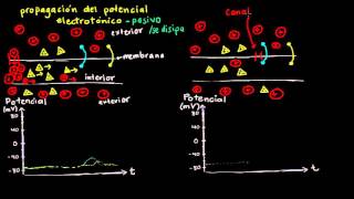 Potencial electrotónico y potencial de acción  Biología  Khan Academy en Español [upl. by Tyre865]