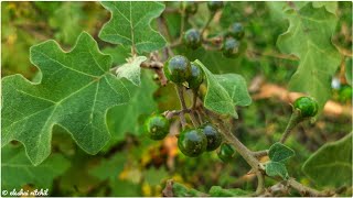 Solanum violaceum  Khumka  তিতবেগুন [upl. by Elka]