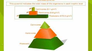 Ecological pyramids [upl. by Udella666]