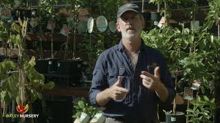 How to Control Pests amp Diseases on Citrus Trees [upl. by Dorey]