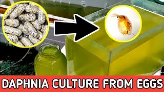 HOW TO HATCH DAPHNIA EGGS  HOW TO CULTURE DAPHNIA [upl. by Gnaw448]