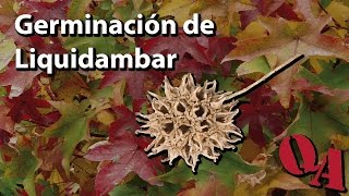 Cómo germinar semillas de liquidambar [upl. by Oxford]