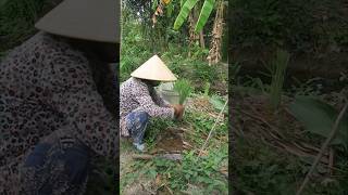 Trồng sả vụ xuân garden planting [upl. by Phil]