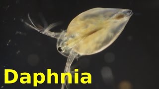 Daphnia [upl. by Niveb]