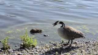 Muskrat vs Canada Goose Dad [upl. by Bo]