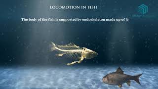 Locomotion in Animals Science Animation [upl. by Ami11]