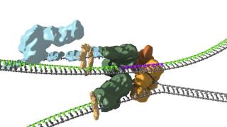 Replication fork coupling [upl. by Amitie]