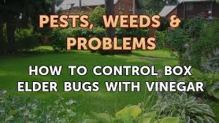 How to Control Box Elder Bugs With Vinegar [upl. by Dowell]