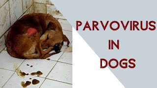 Parvo virus in dogs [upl. by Hertz]