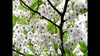 Styrax japonicus [upl. by Demaggio]