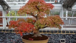 Liquidambar Bonsai Tree Basic Information [upl. by Kramer]