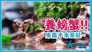 來養啦啦蟹，製作會流水的半水景生態缸！How to Raise Crabs [upl. by Eivets]