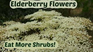 Elderberry Flowers How to pick and use elder flowers [upl. by Lundt129]