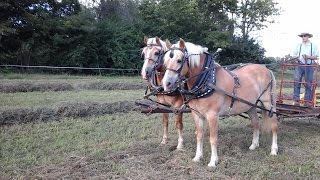 Haflinger team of geldings [upl. by Ellenrad]