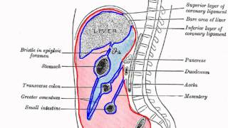 Peritoneal Dialysis Baxter Homechoice PD Machine [upl. by Neemsaj]