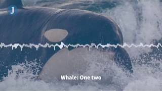 Listen to these Orca whales imitate human speech [upl. by Neltiac]