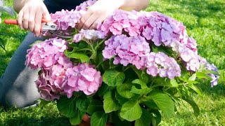 La poda de las hortensias paso a paso  Bricomanía  Jardinatis [upl. by Eanyl411]