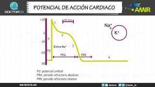 POTENCIAL DE ACCION CARDIACO [upl. by Pimbley]