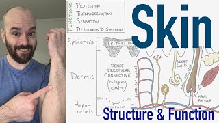 Integumentary System  Structure and Function of the Skin [upl. by Norud]