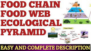 FOOD CHAIN FOOD WEB AND ECOLOGICAL PYRAMID [upl. by Jankey703]