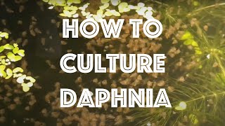 How To Culture Daphnia Magna [upl. by Introk]