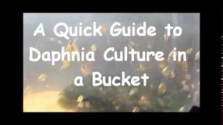 How to culture daphnia outside [upl. by Acitel]