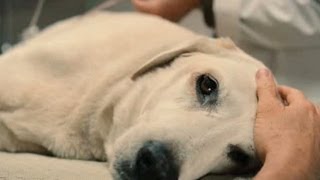 Top 10 Saddest Animal Deaths in Movies [upl. by Onavlis216]