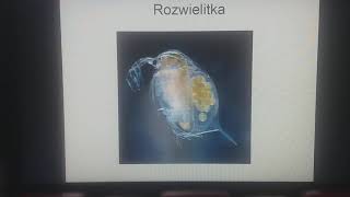 Skorupiaki stawonogi które mają twardy pancerz biologia klasa 6 [upl. by Anawd]