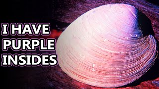 Quahog facts the clams of clam chowder  Animal Fact Files [upl. by Ury642]