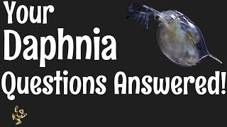 Daphnia Questions Answered [upl. by Murdocca306]