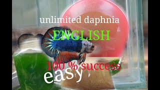 daphnia moina culture Easy way Unlimited production English  with sub Green water Chlorella [upl. by Abla802]