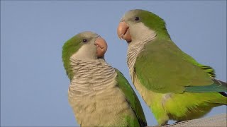 Cotorra argentina Myiopsitta monachus Monk Parakeet [upl. by Attegroeg]