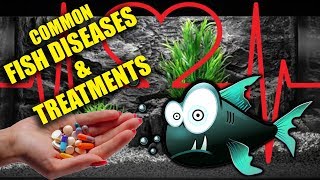 Common Fish Diseases Identifying amp Treatment [upl. by Evaleen]