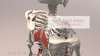 Rhomboid Major Shoulder Series Part 2 3D Animation [upl. by Eenahpets]