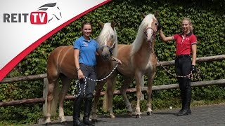 Rasseportrait  Der Haflinger [upl. by Broddy]