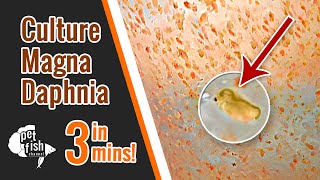 How to culture DAPHNIA MAGNA  The easy way [upl. by Olimpia]