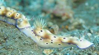 Nudibranch Trailing [upl. by Davida]