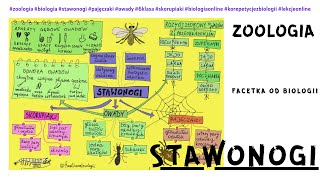 Stawonogi  Skorupiaki  Pajęczaki  Owady  Przeobrażenie  Stawonogi kl6  Film  Lekcja online [upl. by Thorvald]