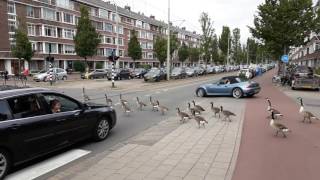 Canada Goose traffic jam [upl. by Adina]