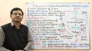 Diabetes Mellitus Part10 Mechanism of Action of Sulfonylurease  Antidiabetic Drugs  Diabetes [upl. by Lraed]