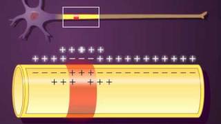 PROPAGACIÓN DEL POTENCIAL DE ACCIÓN [upl. by Daney]